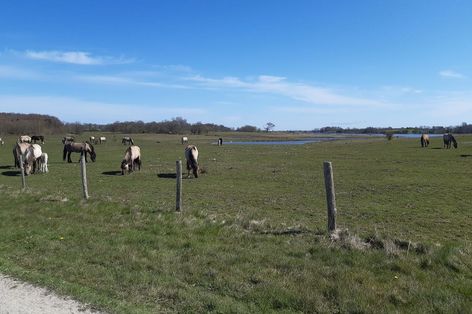 Wildpferde im Geltinger Natuschutzgebiet